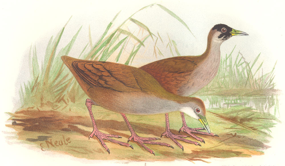 INDIAN GAME BIRDS. Brown Crake (Porzana Akool). Chromolithograph. FINN 1915